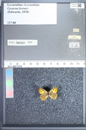 Media type: image;   Entomology 64108